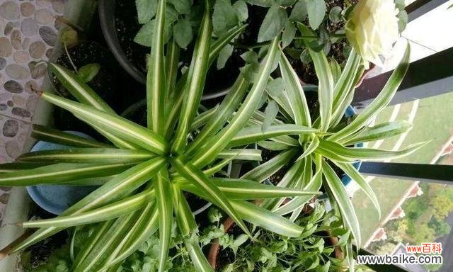 生机勃勃的绿色家居装饰 家里吊兰开花的寓意