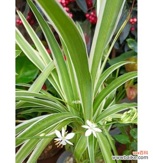 生机勃勃的绿色家居装饰 家里吊兰开花的寓意