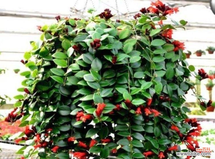 生机勃勃的绿色家居装饰 家里吊兰开花的寓意