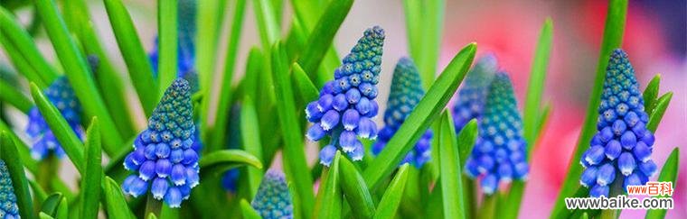 传递梦幻与希望的紫蓝花海 蓝紫色风信子的花语与象征