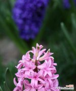 传递梦幻与希望的紫蓝花海 蓝紫色风信子的花语与象征