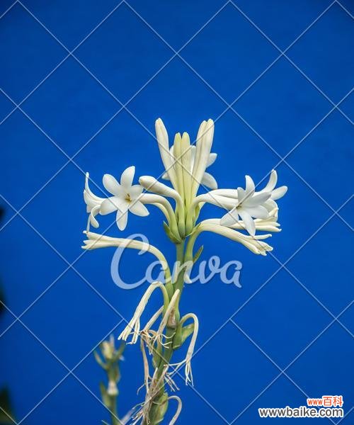 探索蓝色 百合色彩的象征意义及相互搭配