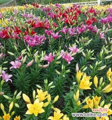 探索蓝色 百合色彩的象征意义及相互搭配