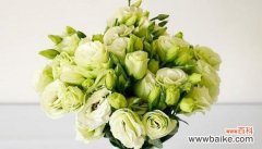 揭开花语的神秘面纱 花语解读