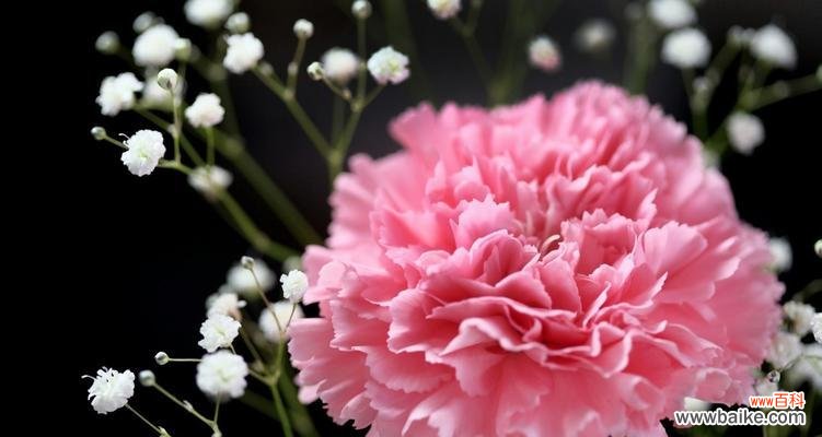 揭开花语的神秘面纱 花语解读