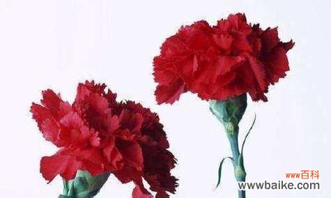 以康乃馨10支花语为主题的花卉意义解析 康乃馨花语解读