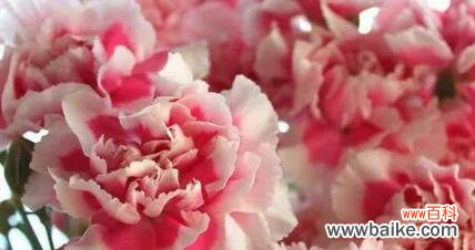 以康乃馨10支花语为主题的花卉意义解析 康乃馨花语解读