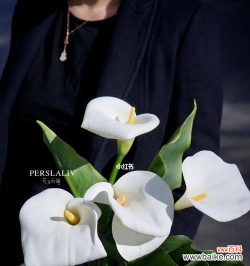 探寻马蹄莲的美丽与力量 马蹄莲