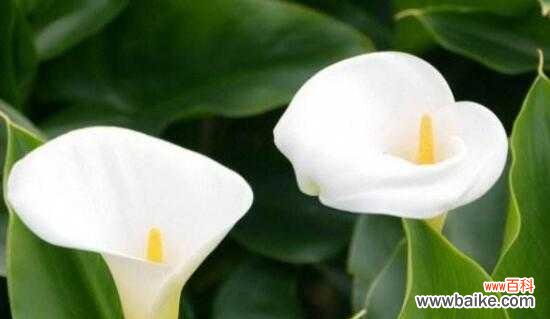 探寻马蹄莲的美丽与力量 马蹄莲