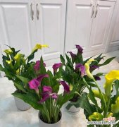 探寻马蹄莲的美丽与力量 马蹄莲