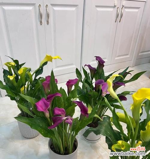 探寻马蹄莲的美丽与力量 马蹄莲