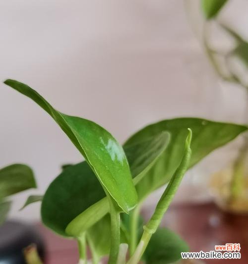 探寻绿萝之美与象征 绿萝的意义与寓意