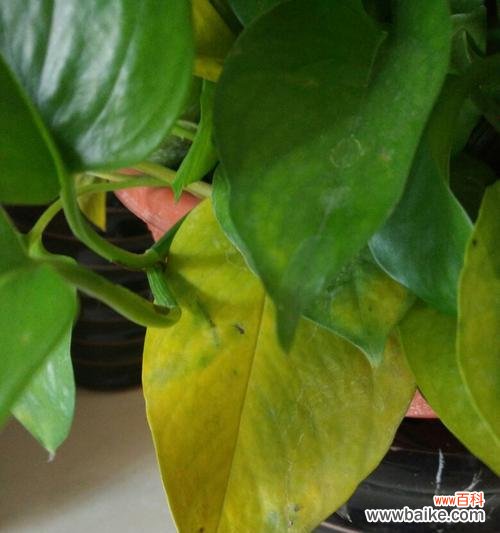 探寻绿萝之美与象征 绿萝的意义与寓意