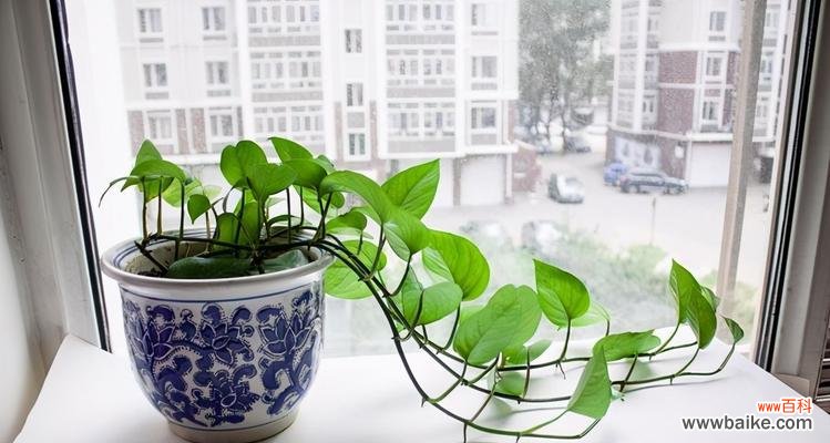 探寻绿萝之美与象征 绿萝的意义与寓意