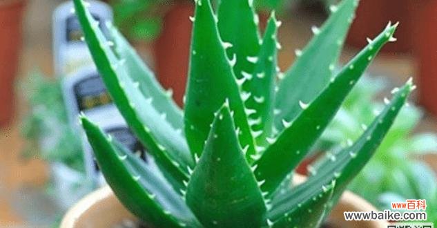 揭秘芦荟的花语及其象征意义 芦荟花语的奥秘