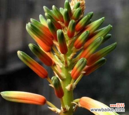 揭秘芦荟的花语及其象征意义 芦荟花语的奥秘