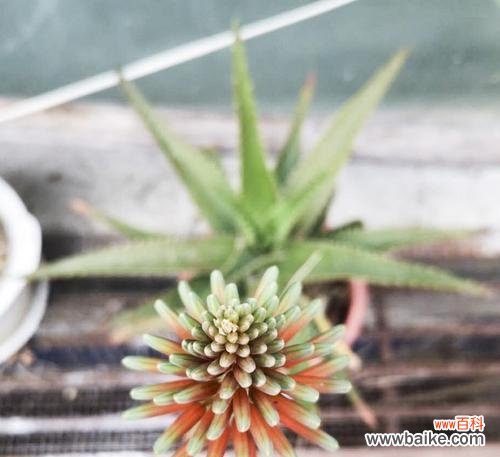 揭秘芦荟的花语及其象征意义 芦荟花语的奥秘