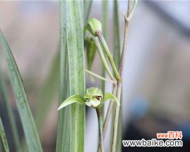 神秘的兰花叶尖起兜 兰花叶尖起兜