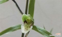 神秘的兰花叶尖起兜 兰花叶尖起兜