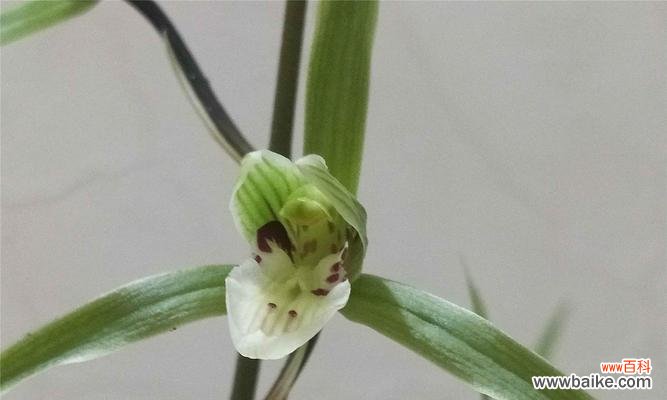 神秘的兰花叶尖起兜 兰花叶尖起兜