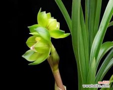 三种植物的寓意与美学价值 寓意深远的兰花与竹子与冬梅