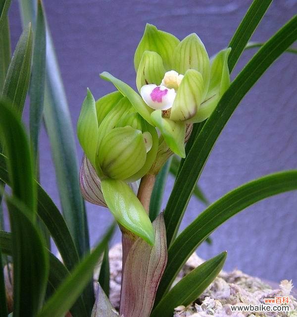 探索兰花的各种颜色及象征意义 兰花的多彩世界