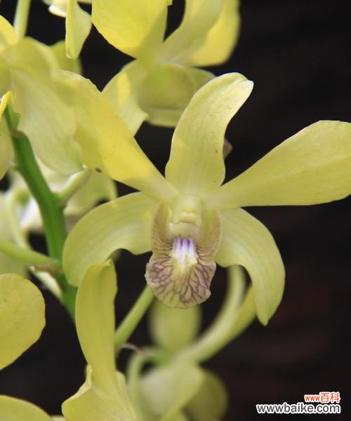 探索兰花的各种颜色及象征意义 兰花的多彩世界