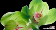 探索兰花的各种颜色及象征意义 兰花的多彩世界