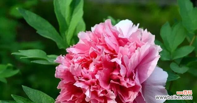 探寻牡丹的花语之美与养植技巧 牡丹花语与养植方法