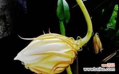 一朵花所传递的情感和寓意 迷迭香、蒲公英、昙花的花语与意义