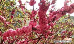 揭开花朵的秘密 花语之美——每朵花都代表一个特殊的意义