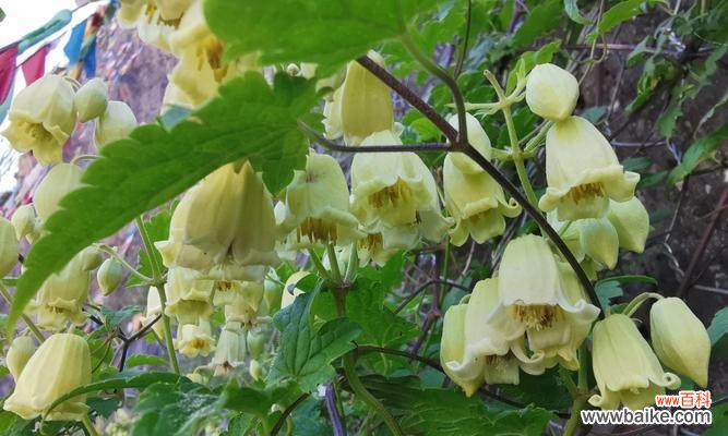 揭开花朵的秘密 花语之美——每朵花都代表一个特殊的意义