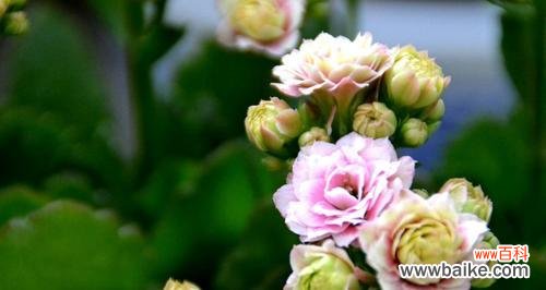 揭开花朵的秘密 花语之美——每朵花都代表一个特殊的意义