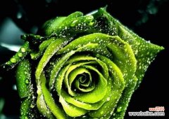 探寻玫瑰花的花语及其背后的含义 玫瑰花的花语