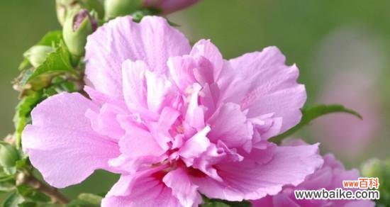 探索木瑾花的神秘与艳丽 木瑾花的象征意义及美妙之处