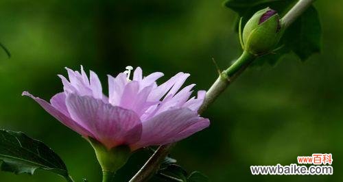 探索木瑾花的神秘与艳丽 木瑾花的象征意义及美妙之处