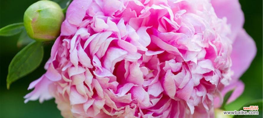 花海中的仙境一朵多彩的花 牡丹花