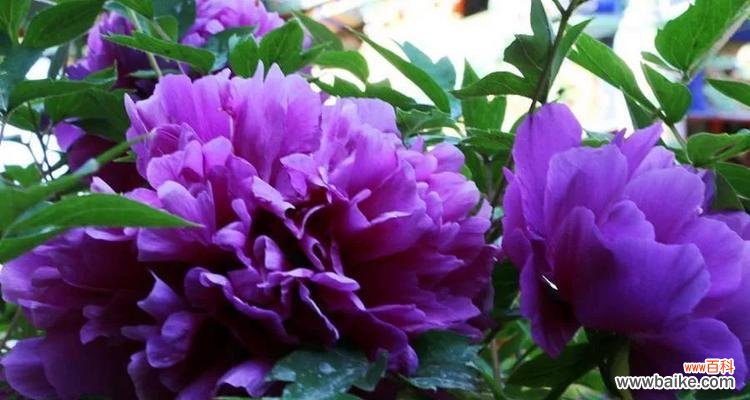 花海中的仙境一朵多彩的花 牡丹花