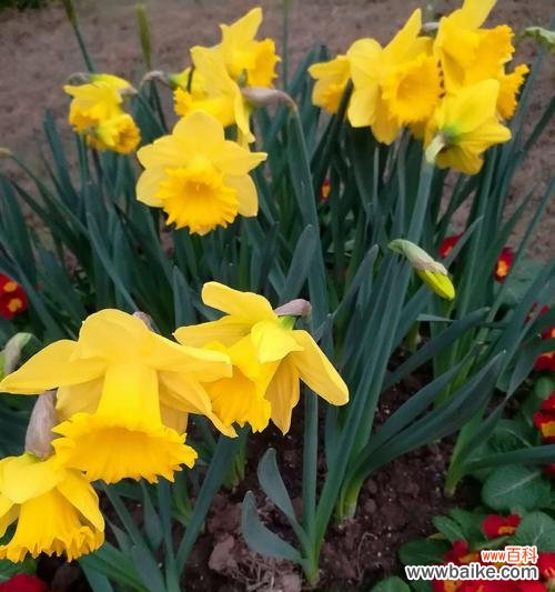 揭秘水仙花五色花朵背后的意义 水仙花的五种颜色代表的含义