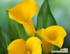 探寻马蹄莲花语的深层含义 马蹄莲的花语——微笑是的礼物