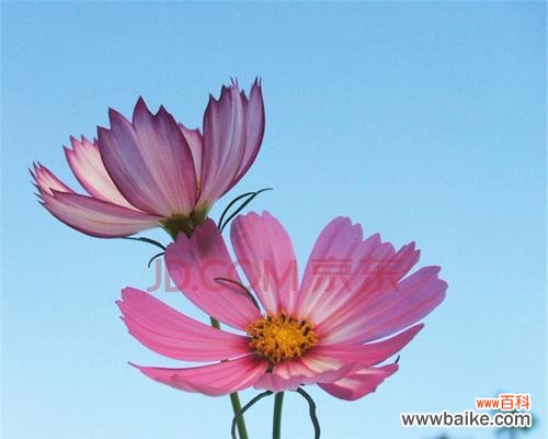 花开寄语 探秘矮杆波斯菊的花语