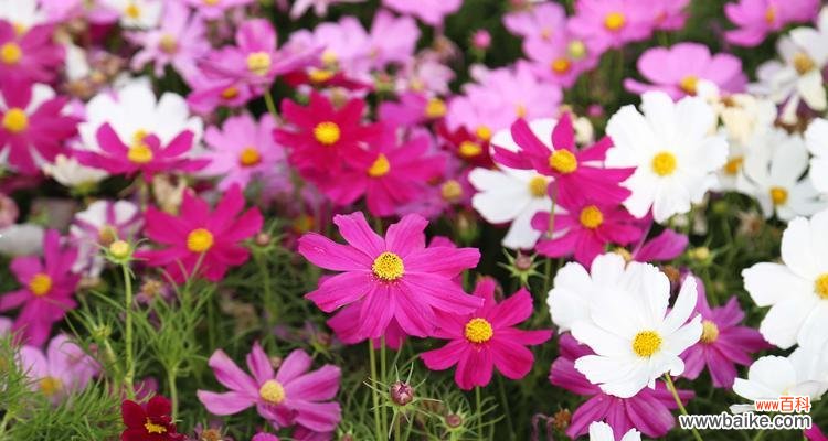 花开寄语 探秘矮杆波斯菊的花语