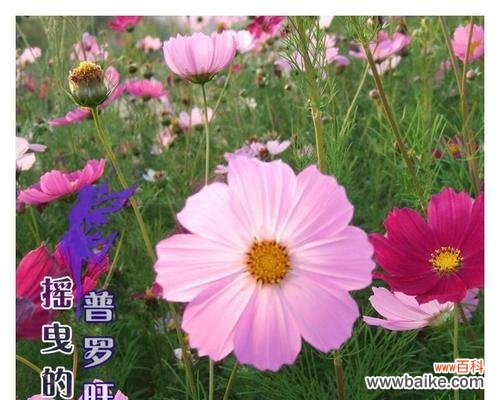 花开寄语 探秘矮杆波斯菊的花语