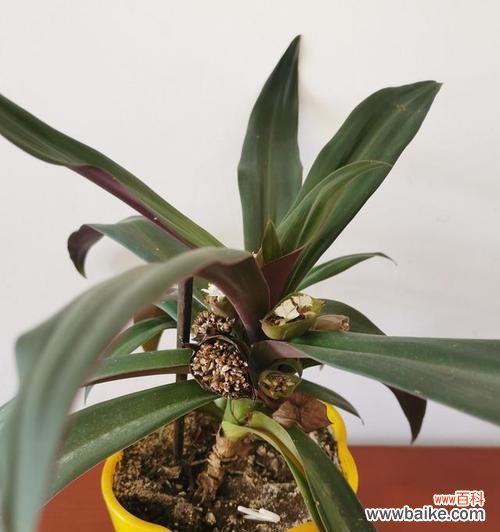 呼应自然法则的生态 万年青的象征意义