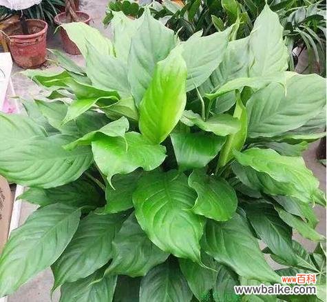 呼应自然法则的生态 万年青的象征意义