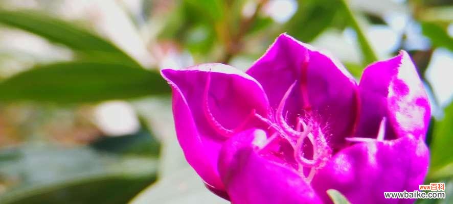 野牡丹的花语与文化传承 以巴西野牡丹为主题的花卉寓意与生活启示