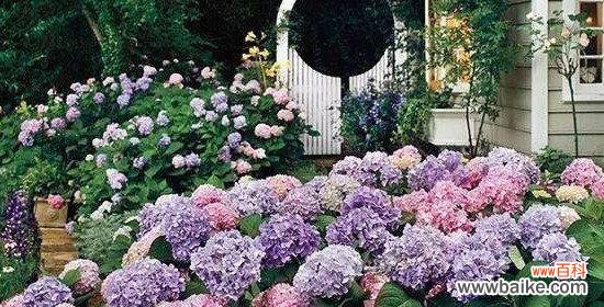 探索八仙花所传递的祝福与喜悦 八仙花的花语与寓意