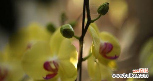 以芭蕾舞兰花为主题的花语与意义 芭蕾舞兰花