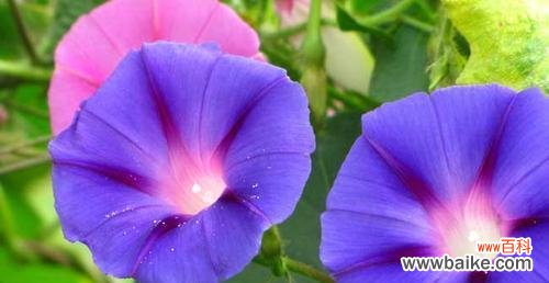 探索矮牵牛花的含义和象征 矮牵牛花的花语与寓意——探寻这朵迷人的花朵