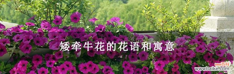 探索矮牵牛花的含义和象征 矮牵牛花的花语与寓意——探寻这朵迷人的花朵